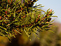 Pinus mugo Monophylla IMG_1862 Sosna kosodrzewina